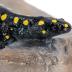 Spotted Salamander (replica)