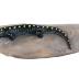 Spotted Salamander (replica)