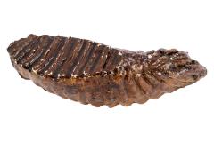 Woolly Mammoth (molar cast) 