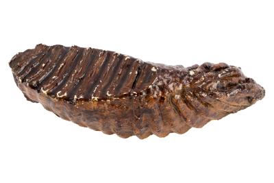 Woolly Mammoth (molar cast) 