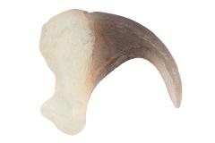 Lynx (claw cast)  