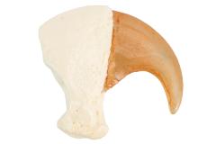 Siberian Tiger (claw cast)