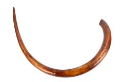 Woolly Mammoth (tusk cast)