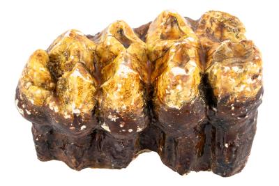 American Mastodon (molar cast)