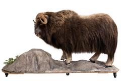 Woodland Musk Ox