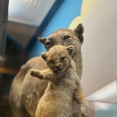Mountain Lion, Cub, Male