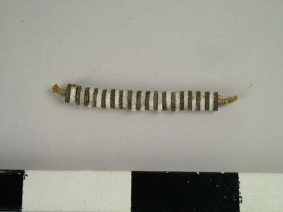 Conus Shell And Coconut Shell