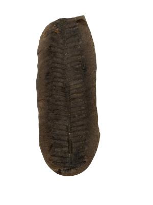 Fern Fossil