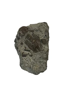 Trilobite