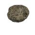 Colony Coral Fossil