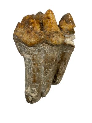 American Mastodon (molar)