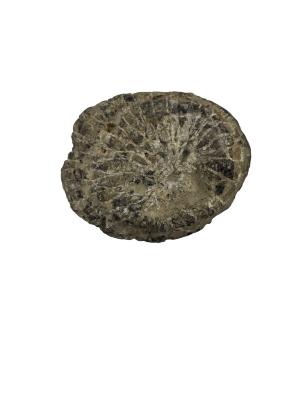 Colony Coral Fossil
