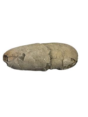 Oviraptor Philoceratops Egg