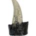 Tyrannosaurus Rex Tooth Replica