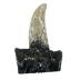 Tyrannosaurus Rex Tooth Replica