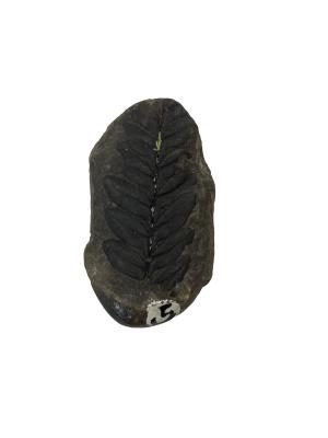 Fern Fossil