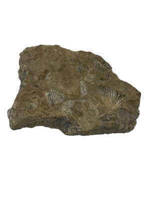 Brachiopods