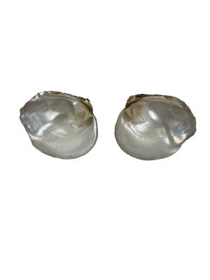 Shell Currency