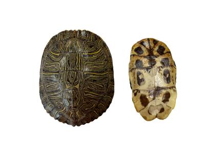 Red-eared Slider Shell