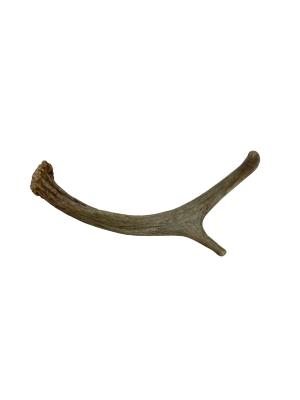 Deer Antler