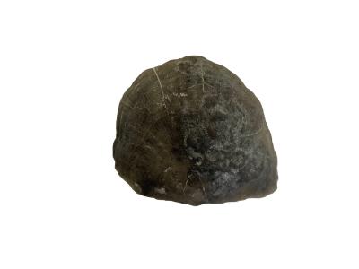 Strophodonta brachiopod