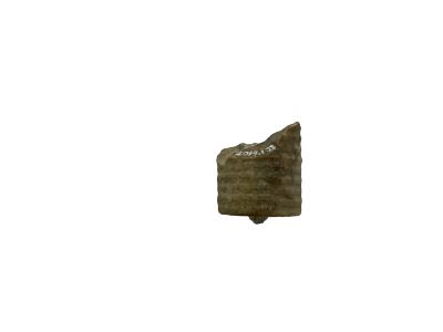 Crinoid stem