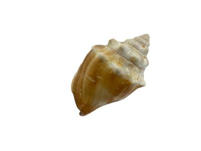 Fighting Conch