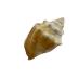 Fighting Conch