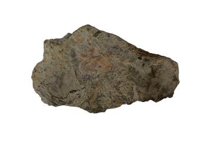 Fenestella bryozoan