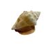 Fighting Conch
