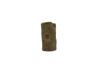 Crinoid stem