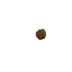 Blastoid head