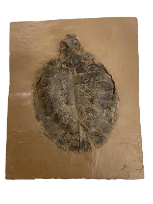 Allaeochelys crassesculptata, cast