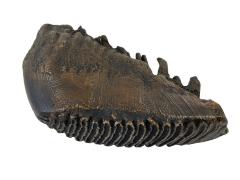 Woolly Mammoth molar, cast