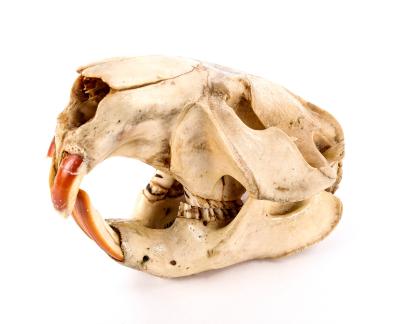 North American Beaver (skull)