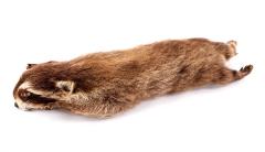 Raccoon