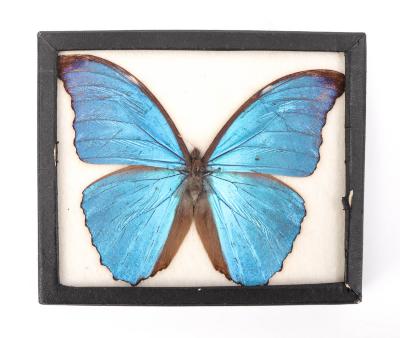 Blue Morpho