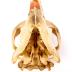 North American Beaver (skull)