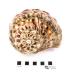 Green Turban Snail