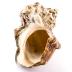 Green Turban Snail