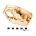North American Beaver (skull)