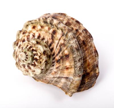 Green Turban Snail