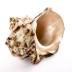 Green Turban Snail