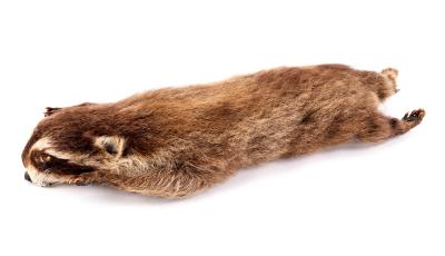 Raccoon