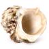 Green Turban Snail