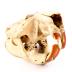 North American Beaver (skull)