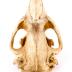 North American Beaver (skull)