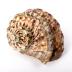Green Turban Snail