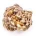 Green Turban Snail