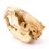 North American Beaver (skull)